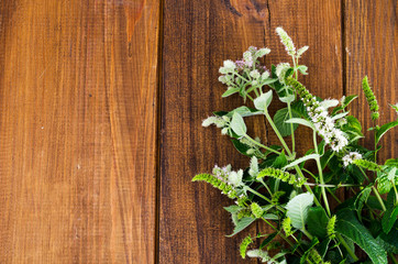 Fototapeta na wymiar Peppermint. Mint grass with flowers close up.
