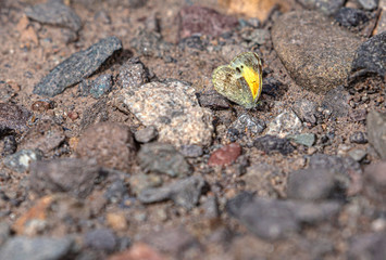 Dainty Sulphur, Nathalis iole, Butterfly, Puddling, Portland, Colorado