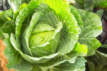 Fototapeta premium Fresh cabbage from nature.
