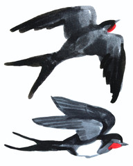Birds swallows hand-drawn on white background