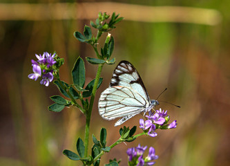Western White, Pontia occidentalis, Butterfly on Purple Colorado Wildflowers, Portland, Colorado #2