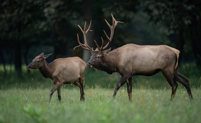 Fototapeta premium Bull Elk