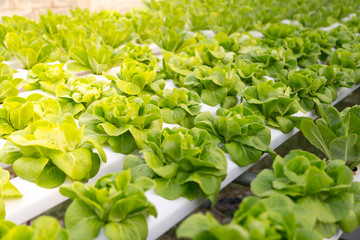 Organic hydroponic vegetable