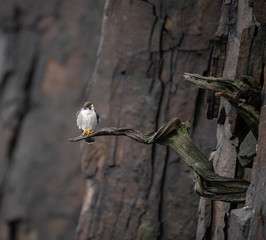 Peregrine Falcon