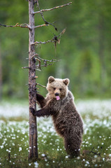 Fototapeta premium Brown bear cub stands on its hind legs by a tree in summer forest and shows tongue. Scientific name: Ursus Arctos ( Brown Bear). Green natural background. Natural habitat, summer season.
