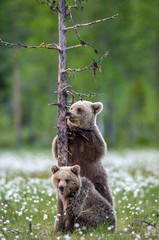 Brown bear cub licks a tree, standing on his hind legs at a tree in the summer forest. Scientific name: Ursus Arctos (brown bear). Green natural background. The natural habitat of the summer season.