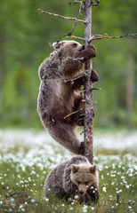 Brown bear cub climbs a pine tree. Brown bear cubs in summer forest among white flowers. Scientific name: Ursus Arctos ( Brown Bear). Green natural background. Natural habitat, summer season.
