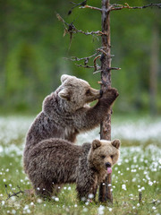 Brown bear cub climbs a pine tree. Brown bear cubs in summer forest among white flowers. Scientific name: Ursus Arctos ( Brown Bear). Green natural background. Natural habitat, summer season. © Uryadnikov Sergey