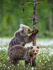 Brown bear cub climbs a pine tree. Brown bear cubs in summer forest among white flowers. Scientific name: Ursus Arctos ( Brown Bear). Green natural background. Natural habitat, summer season.