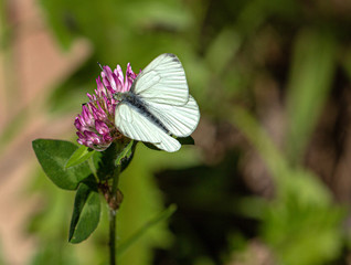 Margined White, Pieris marginalis, Butterfluyon Red Clover Flower, Bear Creek Trail, Telluride, Colorado