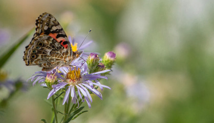 Colorado Painted Lady Butterfly