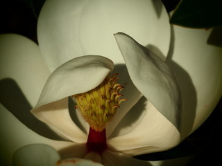 Inside of a White Magnolia Blossom (3)