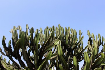 big cactus on blue sky