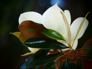 Inside of a White Magnolia Blossom (2)