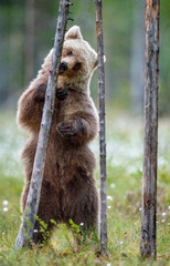 Brown bear cub licks a tree, standing on his hind legs at a tree in the summer forest. Scientific name: Ursus Arctos (brown bear). Green natural background. The natural habitat of the summer season.