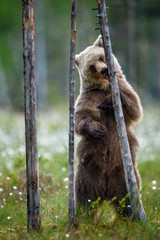 Brown bear cub licks a tree, standing on his hind legs at a tree in the summer forest. Scientific name: Ursus Arctos (brown bear). Green natural background. The natural habitat of the summer season.