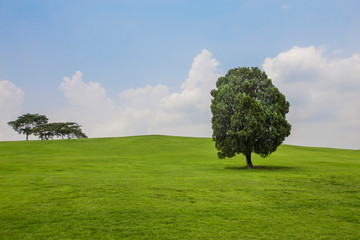 Trees on the hill with green grass and blue sky