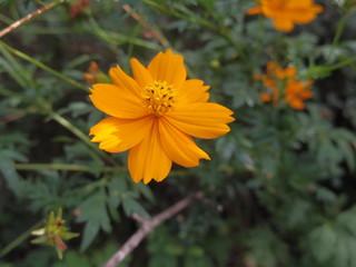 Close up of Cosmos sulphureus
