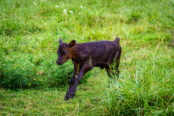 Young Calf Running