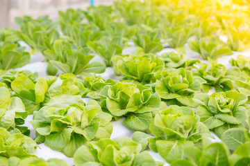 Organic hydroponic vegetable