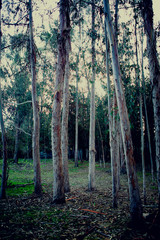 Bosque Chileno