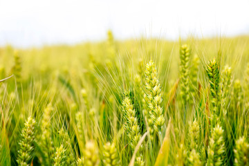 The wheat fields are under the blue sky and white clouds