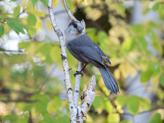 Gray Jay or Canada Jay Strikes a Pose