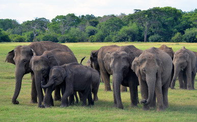 Herd of wild elephants in Kaudulla National Park in Sri Lanka
