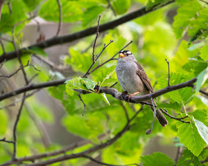 Male White-crowned Sparrow in Alaska