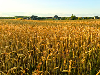Spikes of rye on field in evening, sun.