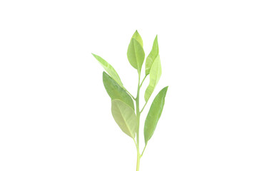 Young Plant Growing on white background