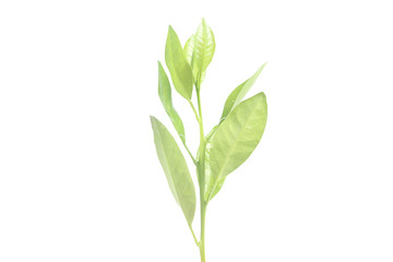 Young Plant Growing on white background