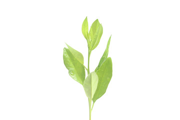 Young Plant Growing on white background