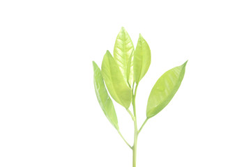 Young Plant Growing on white background