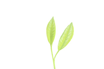 Young Plant Growing on white background