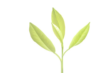 Young Plant Growing on white background