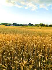 Spikes of rye on field in evening, sun.