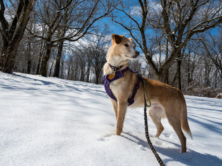 Cute Dog in Purple Harness in Snow, Woods, On Leash, Walking the Dog