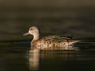 Female Blue-winged Teal Swimming in Early Morning