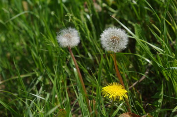 綿毛のタンポポ