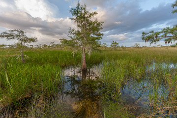 A lone tree on the flooded saw grass prairie of Everglades National Park just after a breaking...