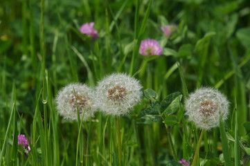 綿毛のタンポポ