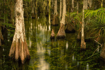 Water flows slowly and quietly through a tree filled swamp.