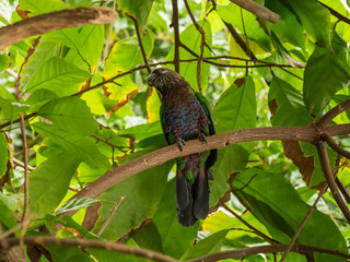Hawk Headed Parrot on Branch in Tree, Low Angle