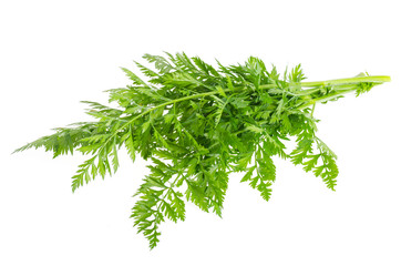 Bunch of green carrot leaves isolated on white background