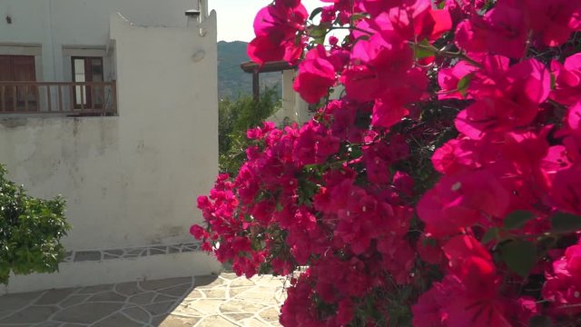 Left pan from beautiful pink flowers to single tree in Greek alley