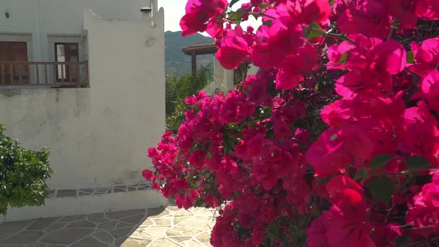 Left pan from beautiful pink flowers to single tree in Greek alley SLOW MOTION