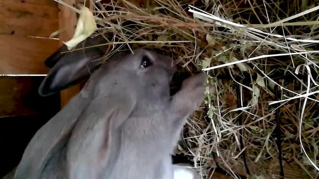 Gray bunny reaching for hay in a wooden cage