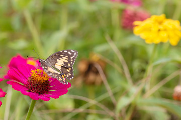 Beautiful butterfly Sucking nectar from pollen In the flower garden