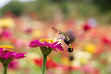 Beautiful butterfly Sucking nectar from pollen In the flower garden